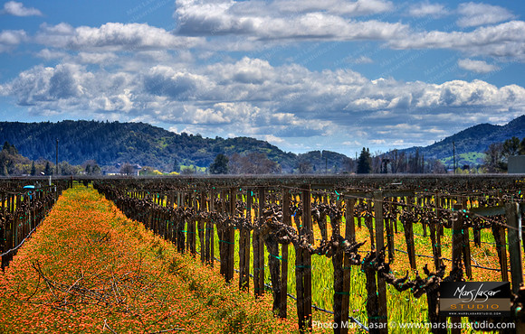 Spring In The Vineyards