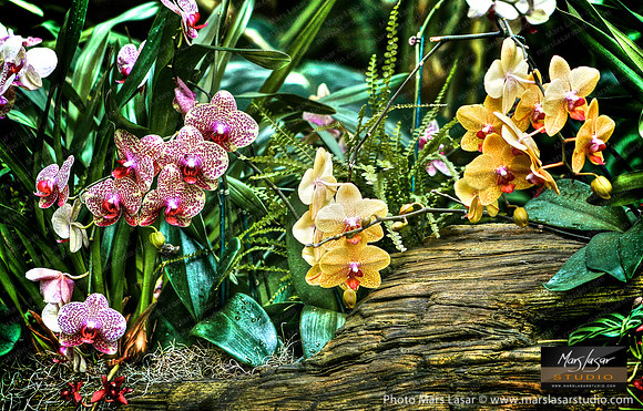 Festive Orchids