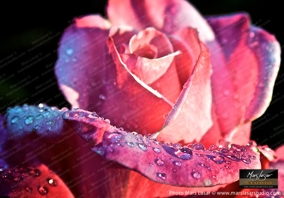 Happy Pink Rose