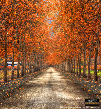 Autumn Skies
