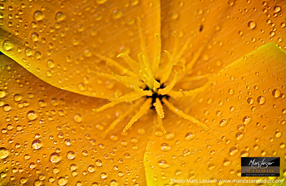 Californian Poppy