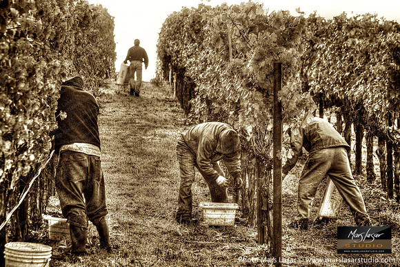 Picker's Cabernet Ridge_sepia