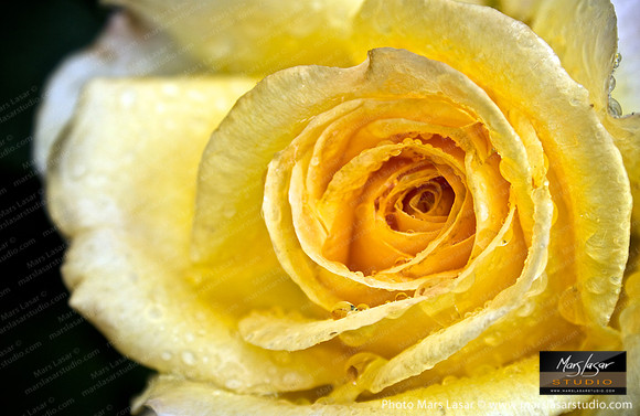 Flower Finals 42