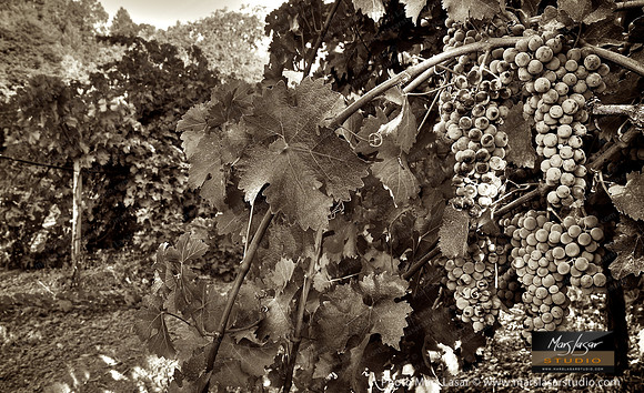 Fruit Of Life_sepia