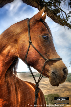 The Happy Horse