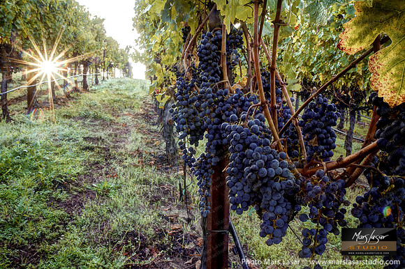 Family Home Cabernet