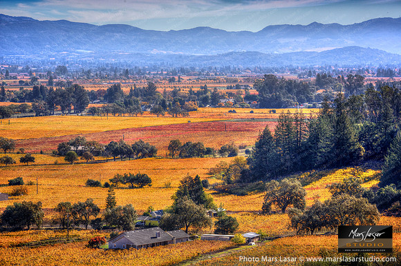 Napa Gold