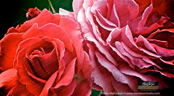 Flower Finals 37