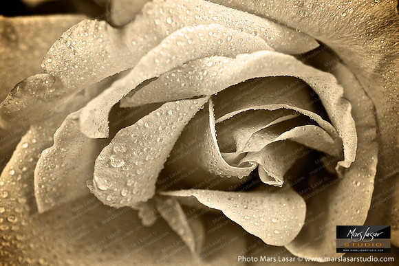 Sweet Surrender_sepia