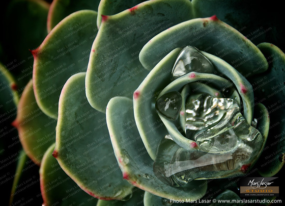 Flower Finals 44