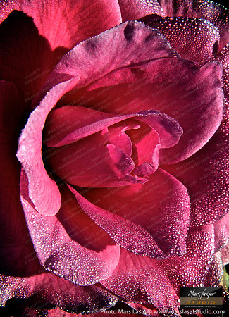 Flower Finals 25