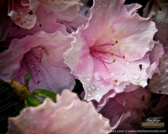 Flower Finals 19