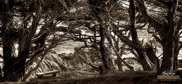 Carmel Magic_sepia