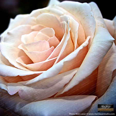 Flower Finals 38