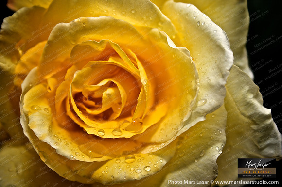 Flower Finals 63