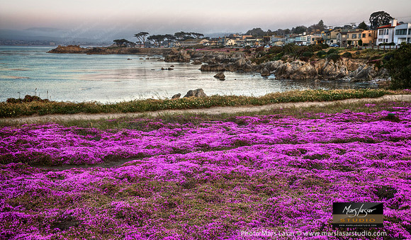 Pacific Grove Flowers