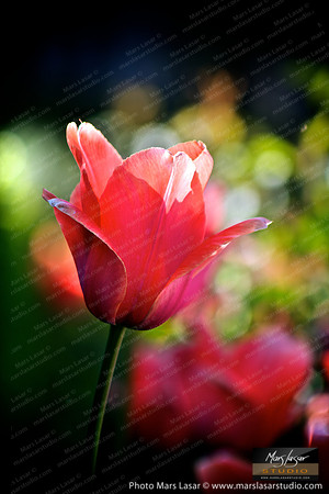 Happy Pink Tulip