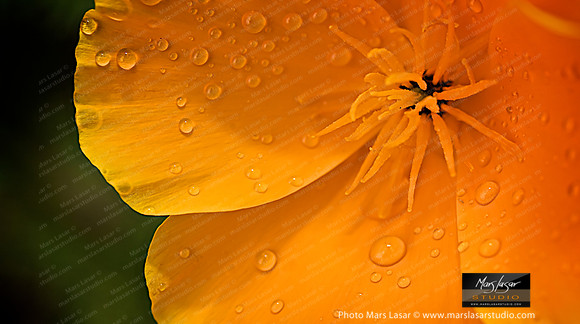 Flower Finals 52