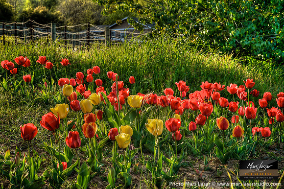 Happy Wild Poppies