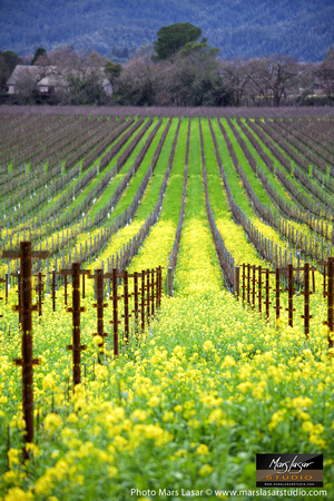 Mustard Rush