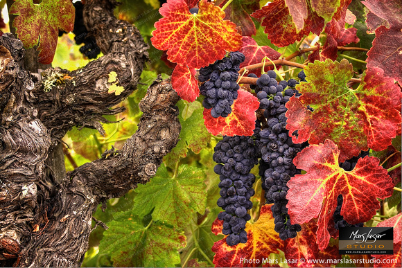 Ripe Petite Sirah