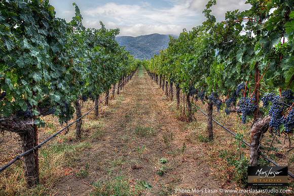 Peju Cabernet Vineyard