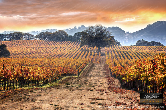 Sonoma Fall