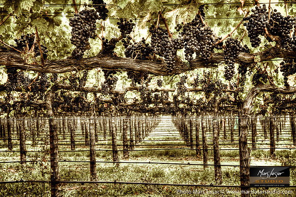 Cabernet Abundance_sepia