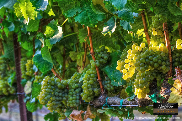 Sauvignon Morning Glory