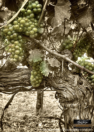 Blanc Canvas_sep_vert