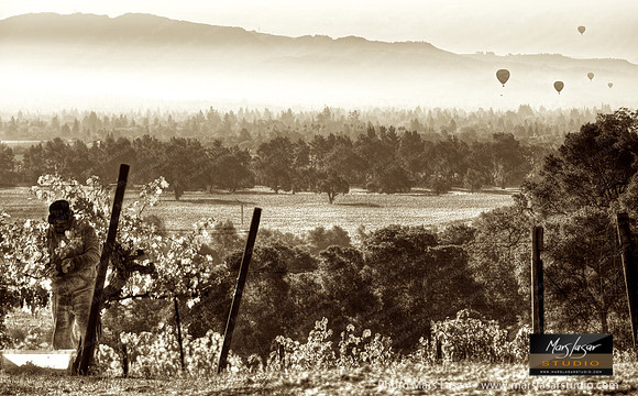 Trefethen Morning Harvest_sepia