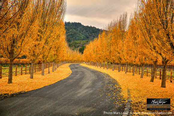Pleasant Fall Drive