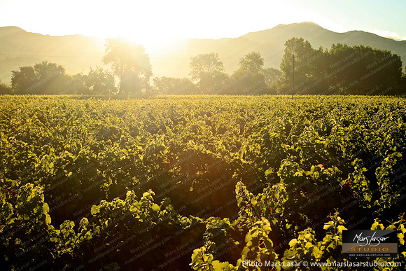 Sauvignon Vineyard Sunrise