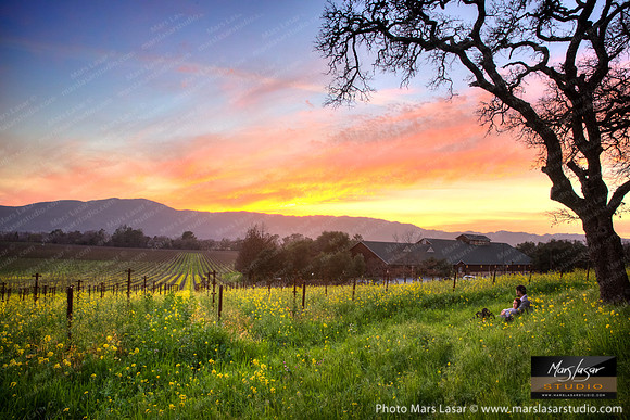 A Vineyard Moment