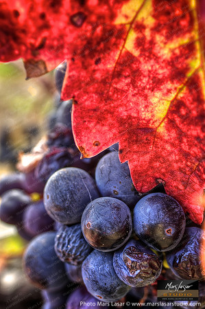 Petite Sirah Happiness_vert