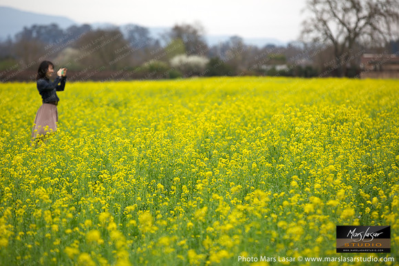 Mustard Flower Happiness