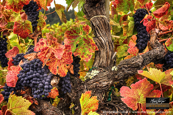 Petite Sirah Fall Vine
