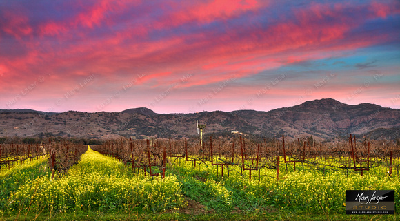 Mustard Twilight