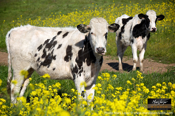 Cows in the Mustards