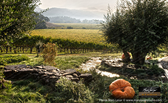 Pumkin In The Vineyards