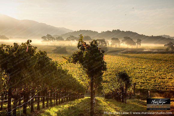 Still Morning Harvest