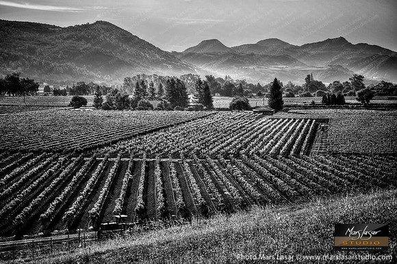 Fields of Fortune B&W