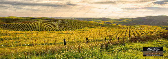 Magic Valley Mustards