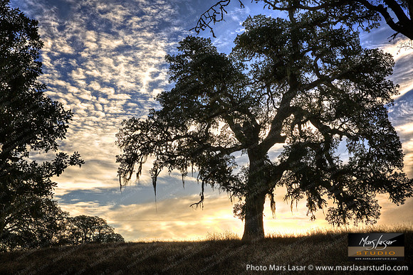 Persephone Oak Tree