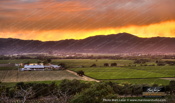 Silver Oak Sunset