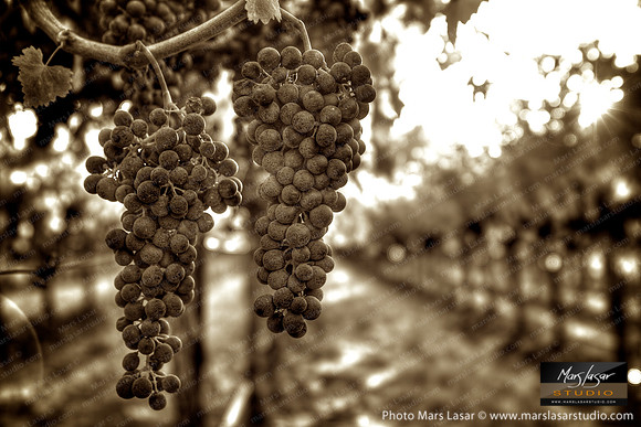 Cabernet Perfection_sepia