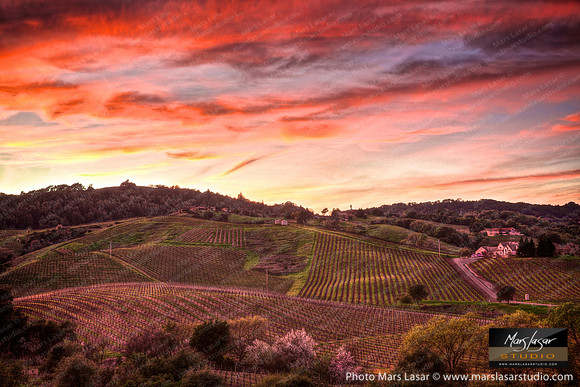 Cabernet Sunset