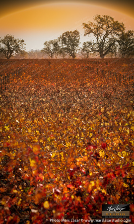 Amongst The Silver Oaks