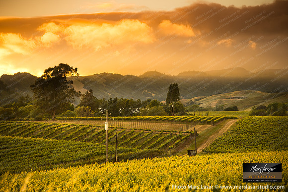 California Gold