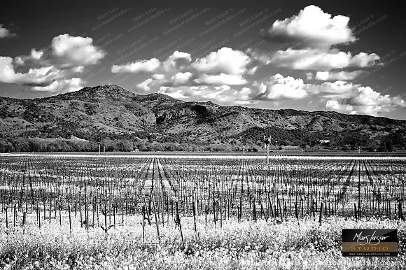 Stags Leap Mustards B&W